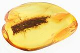 Detailed Fossil Hairy Leaf in Baltic Amber #328188-1